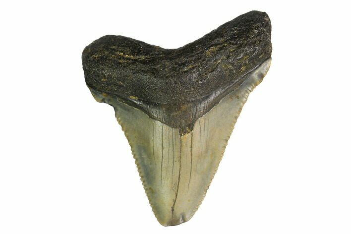 Juvenile Megalodon Tooth - North Carolina #147324